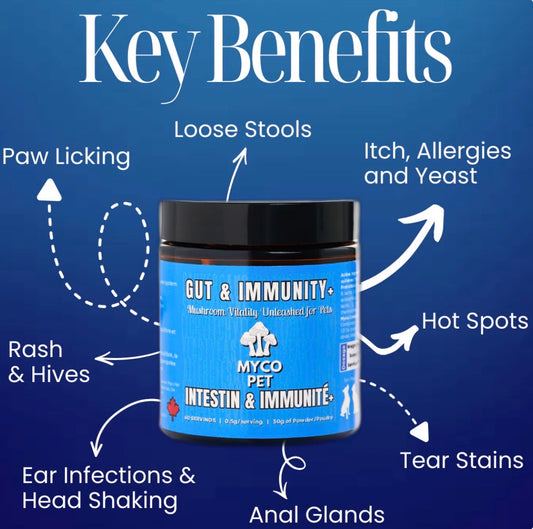 Myco Gut And Immunity