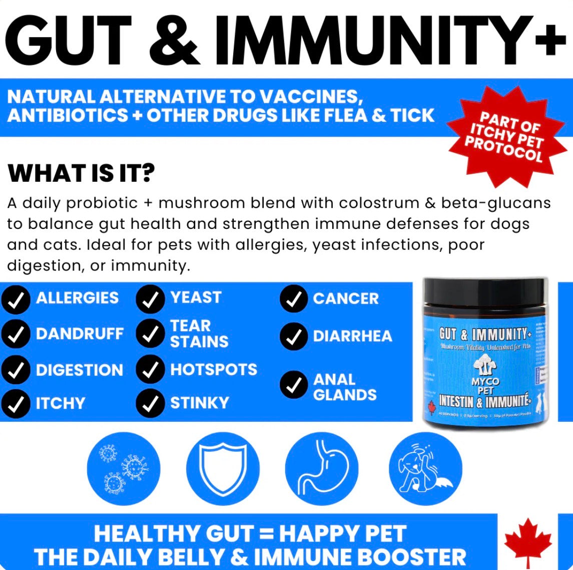 Myco Gut And Immunity