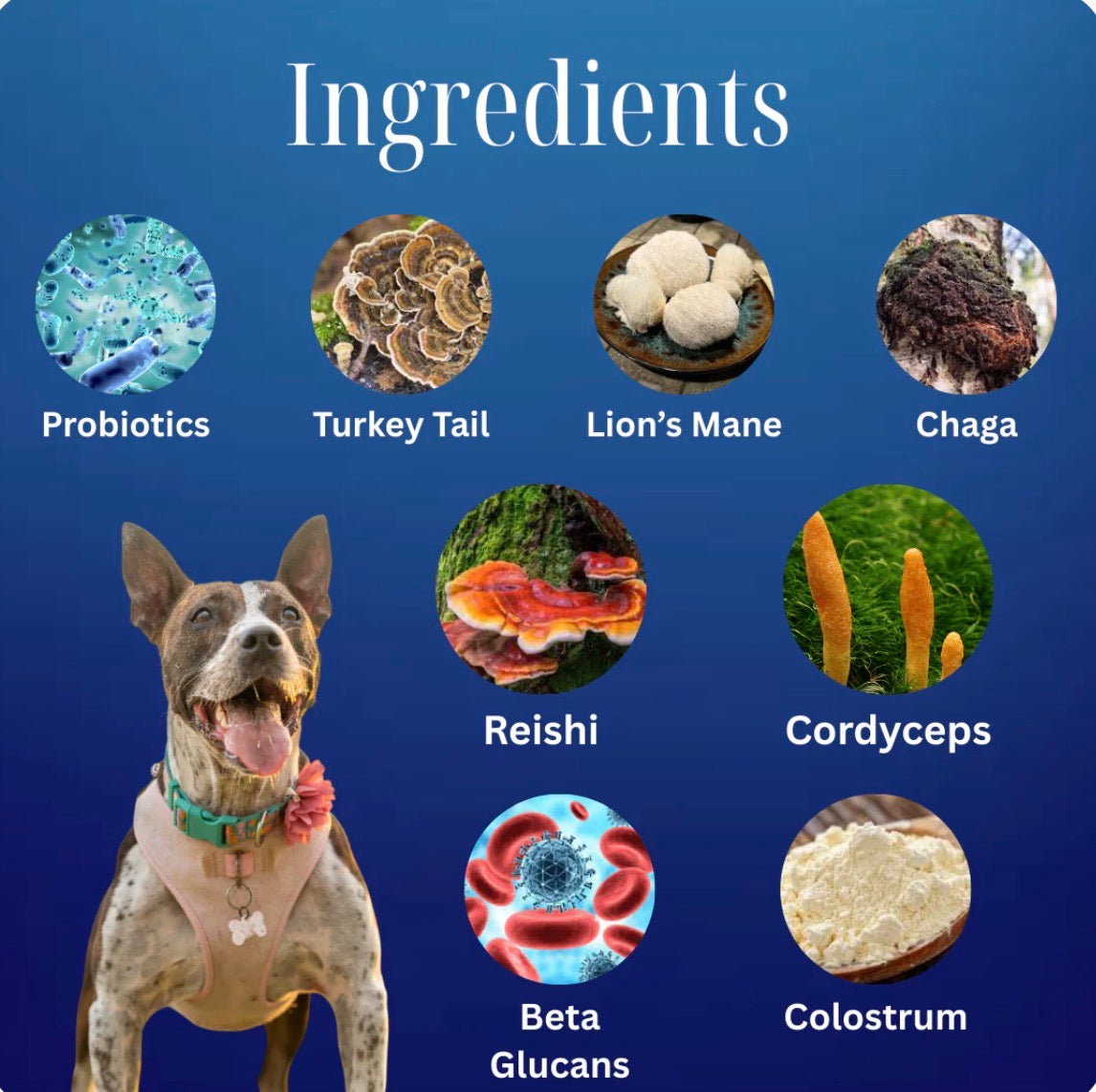 Myco Gut And Immunity